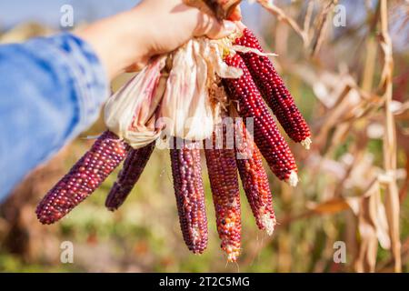 Close up of ornamental corncobs. Gardener harvesting corn with husk in fall garden. Farmer grows maize for fall decor. Stock Photo