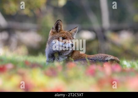 red fox and autumn shades Stock Photo