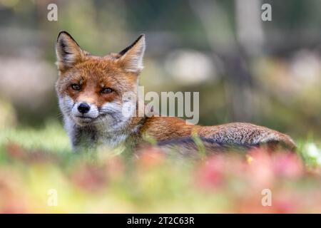 red fox and autumn shades Stock Photo