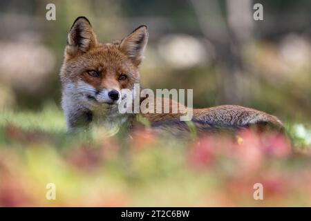 red fox and autumn shades Stock Photo