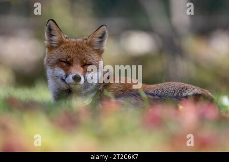 red fox and autumn shades Stock Photo