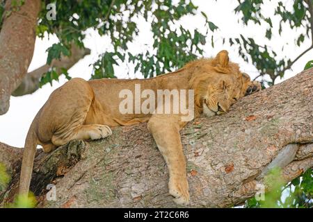 Young Male Lion Taking a Nap in a Tree in Queen Elizabeth National Park in Uganda Stock Photo