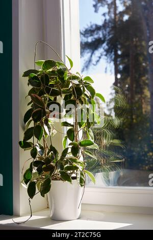 Variegated foliage of hoya carnosa variegata Krimson Queen on sunny windows sill. Stock Photo