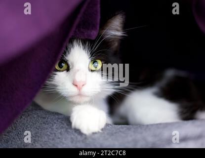 A shy black and white shorthair cat peeking out from behind a blanket Stock Photo
