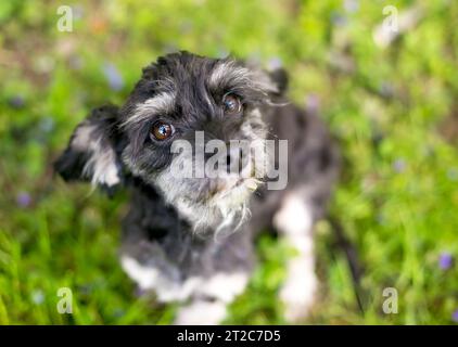 A cute Shih Tzu x Cocker Spaniel mixed breed dog sitting outdoors Stock Photo