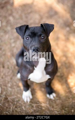 A young black and white Pit Bull Terrier mixed breed dog with floppy ears looking up at the camera Stock Photo