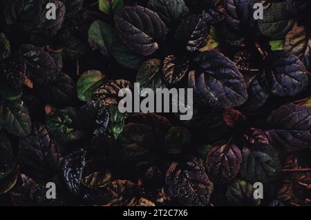Dark abstract dense background with bugleweed Ajuga reptans - Black Scallop. Brightly colored plant leaves. Beautiful saturated nature wallpaper Stock Photo
