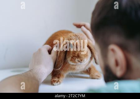 young caucasian bearded veterinarian doctor examining red rabit sitting on white table. Image with selective focus Stock Photo