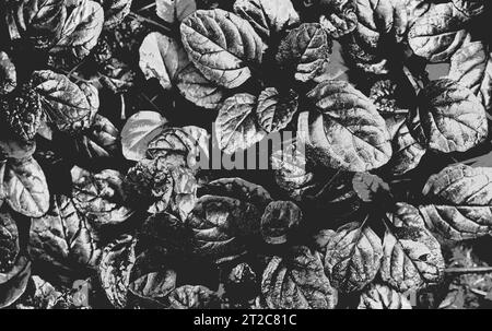 Dark abstract dense background with bugleweed Ajuga reptans - Black Scallop. Black and white. Beautiful nature wallpaper Stock Photo