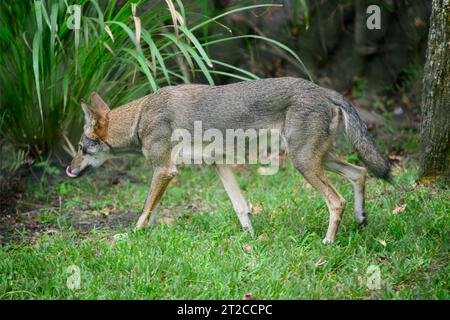 red wolf walking with tongue out Stock Photo