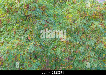 Green Leaves Background. Green leaf acacia texture. Leaf texture background. Acacia leaf for natural background. acacia leaf texture in the vicinity Stock Photo