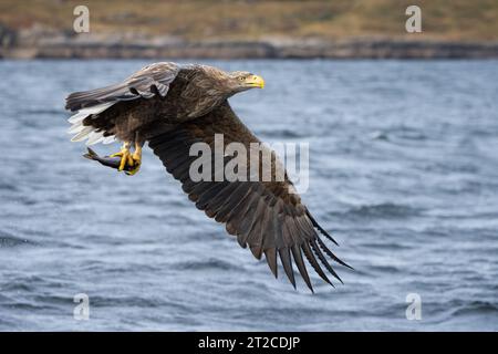 White-tailed eagle (Haliaeetus albicilla) hunting on Loch na Keal, Isle of Mull, Scotland, UK. Stock Photo
