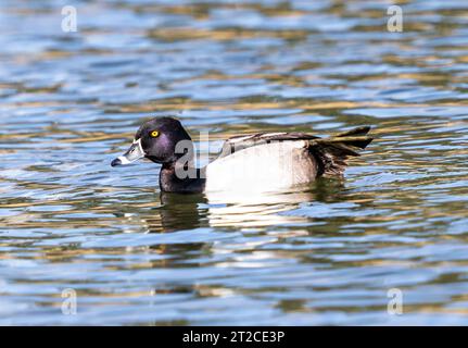 A Ring-necked Duck with beautiful head coloring showing his webbed foot as he stretches while swimming in a lake. Stock Photo
