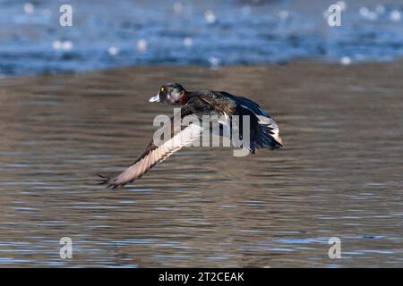 A Ring-necked duck takes flight over a Wintry lake in Colorado. Close up view. Stock Photo