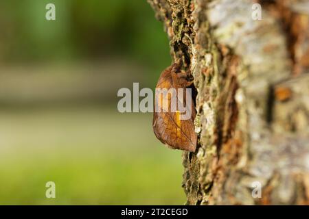 Drinker Euthrix potatoria, imago male roosting on tree trunk, Mudgley, Somerest, UK, August Stock Photo