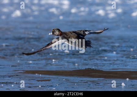 A Ring-necked duck with beautiful head colors flying with open wings over an icy blue lake in Wintertime. Stock Photo