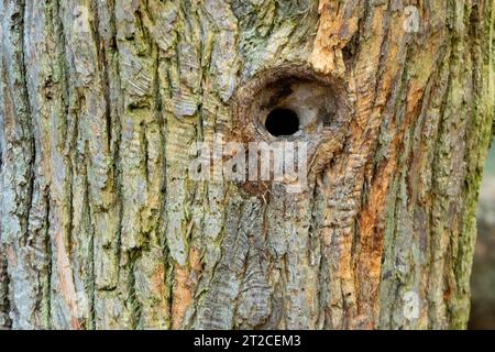 Eurasian nuthatch Sitta europaea, nest hole, Arne, Dorset, UK, May Stock Photo