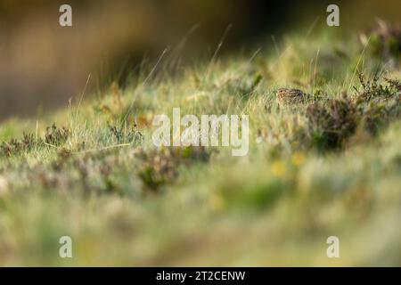 Eurasian skylark Alauda arvensis, adult hiding in grass, Holnicote Estate, Exmoor National Park, Somerset, UK Stock Photo
