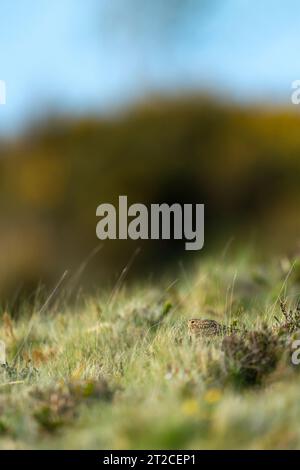 Eurasian skylark Alauda arvensis, adult hiding in grass, Holnicote Estate, Exmoor National Park, Somerset, UK Stock Photo