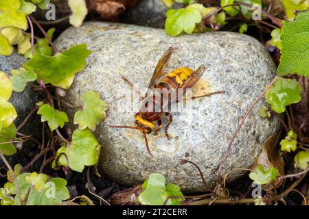 European hornet Vespa crabro, adult resting on stone, Mudgley, Somerset, UK, August Stock Photo