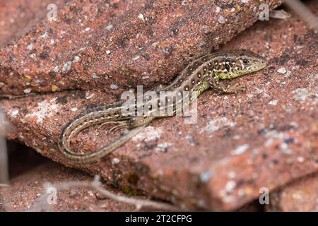 Sand lizard Lacerta agilis, adult female basking on tiles, Dorset, UK, May Stock Photo