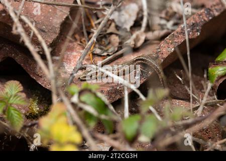 Viviparous lizard Zootoca vivipara, adult male basking on broken tiles, Dorset, UK, May Stock Photo