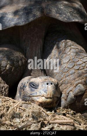 Dome shaped Giant Tortoise ( Geochelone elephantopus ) on Santa Cruz in the Galapagos Archipelago, Pacific Ocean, Ecuador Stock Photo