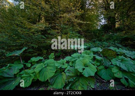 Bolu, Turkey - October 15 2023: Petasites hybridus, also known as the butterbur in Suluklu Lake Natural Park Stock Photo