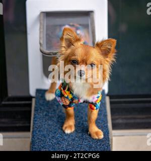 A cute brown long coat chihuahua standing on the ramp out from his doggy door Stock Photo