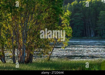 Cattana Wetlands Environmental Park, in north  of Cairns, Queensland, Australia. Stock Photo