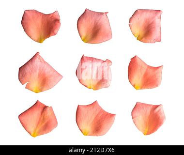 Rose petals isolated on white background, Sweet color rose petals isolated on white background Stock Photo