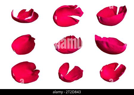 Set of red rose petals on a white background Stock Photo