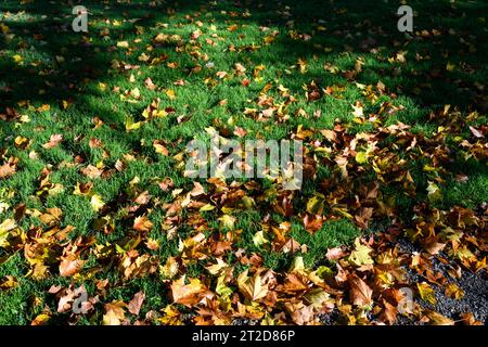 Signs of fall, dry maple leaves on a lush green lawn highlighted by sunlight, as a nature background Stock Photo