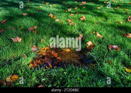 Plastic lid on irrigation system covered in rainwater and fallen maple leaves, imbedded in a lush green lawn Stock Photo