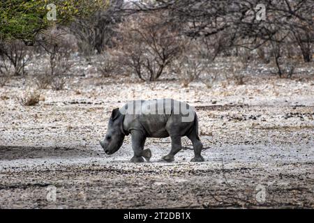 rhino baby calf walking alone in the savannah, acacia trees in the background Stock Photo
