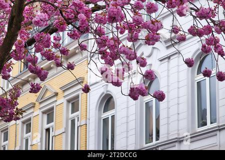 Tree branch with pink cherry blossoms in front of white and yellow buildings on a street in Bonn, Germany. Stock Photo
