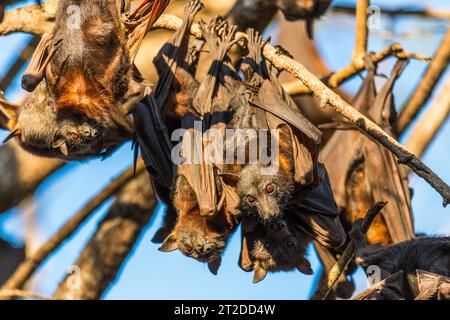 A large colony of small Australian little red flying foxes or fruit ...