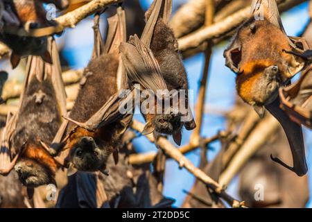 Colony of large flying fox / fruit bats (Pteropus alecto) causing ...