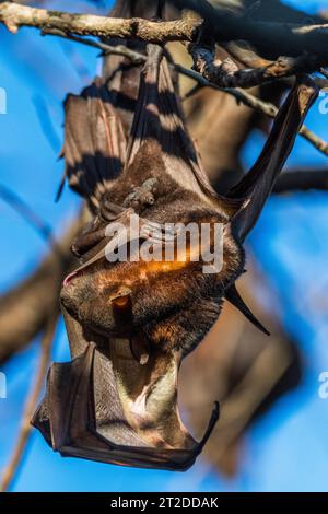 A large colony of small Australian little red flying foxes or fruit ...