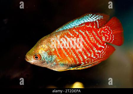 dwarf gourami, or gouramies, are a group of freshwater anabantiform fish that comprise the family Osphronemidae. Stock Photo
