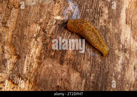 Limacus flavus, known commonly as the cellar slug, the yellow slug, or the tawny garden slug, Stock Photo