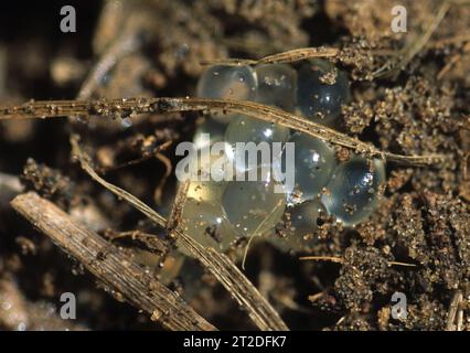 Limacus flavus, known commonly as the cellar slug, the yellow slug, or the tawny garden slug,eggs Stock Photo