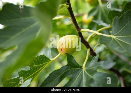 Green unripe fig fruit on a fig tree branch with green leaves. Close up shot, shallow depth of field, no people. Stock Photo