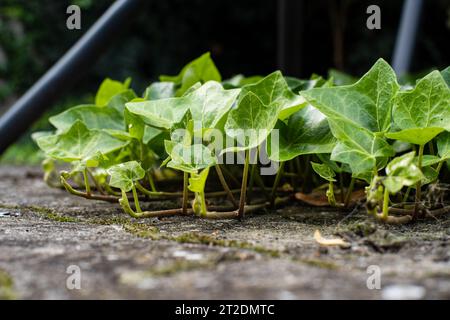 Crawling or climbing common ivy plant and leaves growing and spreading on the ground in a backyard. Ground level shot, close up, no people. Stock Photo