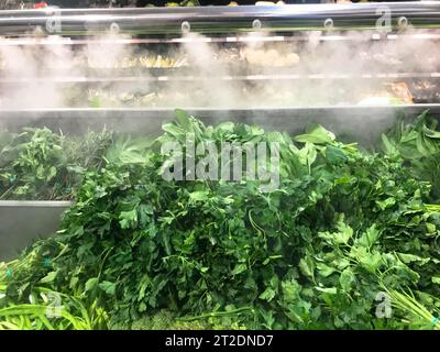 Green fresh environmentally friendly greens of parsley plants dill salad arugula onions and other plant foods with droplets of water and steam in the Stock Photo