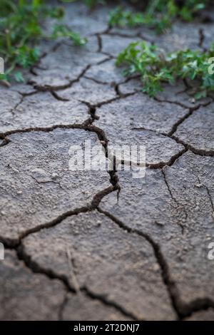 Cracked agricultural soil from summer drought with green plants growing out of the ground. Close up shot, no people. Stock Photo