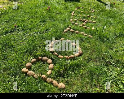 The inscription potatoes made of letters from natural yellow beautiful ripe tasty healthy starchy potatoes fresh in the ground on green grass. The bac Stock Photo