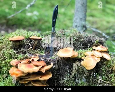 A sharp metal knife is stuck in a stump overgrown with green moss with delicious edible mushrooms in the forest against the backdrop of trees. Concept Stock Photo