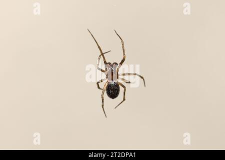 Photograph of the spider Steatoda grossa, called the cabinets spider isolated on uniform background Stock Photo