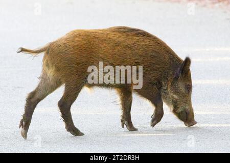 Wild Boar, (Sus scrofa), crossing the road, near Aleria, Corsica, France. Stock Photo